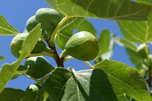 Vijgenboom op stam