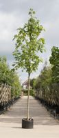 Gewone esdoorn Acer pseudoplatanus h 250 cm st. omtrek 8 cm - Warentuin Natuurlijk
