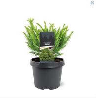 Cryptomeria japonica Dinger 20-25 cm Conifeer - Warentuin natuurlijk