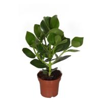 Clusia Rosea (Luchtzuiverende plant) - P 12 cm