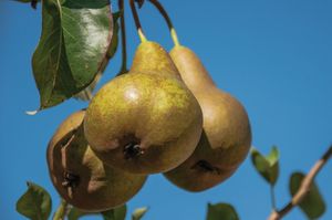 Hoogstam dikke Perenboom