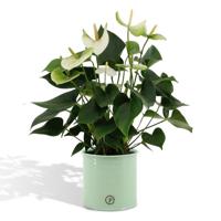 Anthurium andreanum Namora incl. PURE zink - 45cm - Ø12 Anthurium andreanum Namora incl. PURE zink - 45cm - Ø12