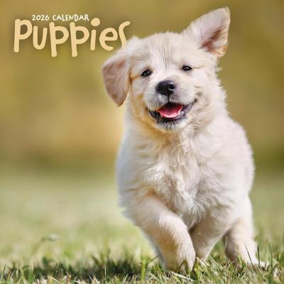 Puppies Kalender 2026 Puppies Kalender 2026
