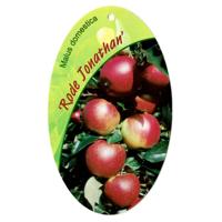 Malus Domestica Rode Jonathan - Oosterik home