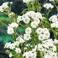 Sneeuwbal plantje Achillia ptarmica P9 waterplant Sneeuwbal Moerings - Moerings