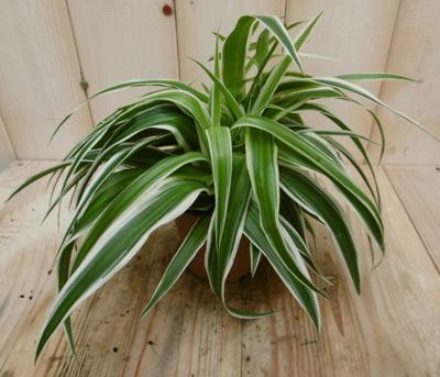 2 stuks! Chlorophytum ocean - Warentuin natuurlijk