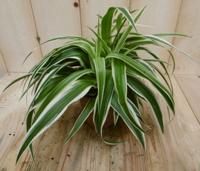 2 stuks! Chlorophytum ocean - Warentuin natuurlijk