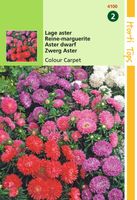 Callistephus Chinensis Colour Carpet Gemengd - Hortitops
