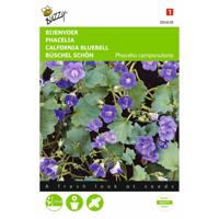 2 stuks Phacelia campanularia