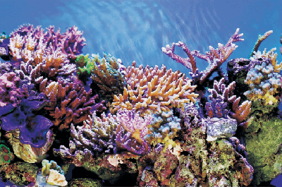 Superfish deco poster a2 60x49 cm - Superfish