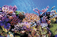 Superfish deco poster a2 60x49 cm - Superfish
