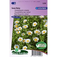 Chrysanthemum zaden Snow Daisy Margriet - thumbnail