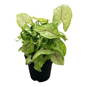 Syngonium &apos;golden allusion&apos; - P 17 cm