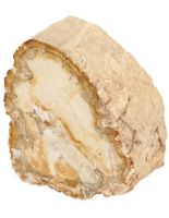 Fossiel Hout aangepolijst (Model 7)