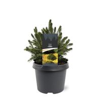 Picea abies Tompa 15-20 cm Conifeer - Warentuin natuurlijk