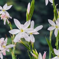 Moerings Schizostylis coccinea Alba - Witte kafferlelie