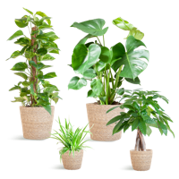 Easy care Plantenbox - medium - met mand Sofia