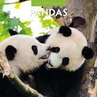 Panda Kalender 2027