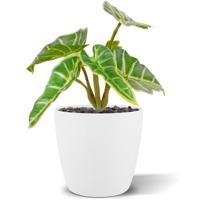 Mini Caladium kunstplant 20cm
