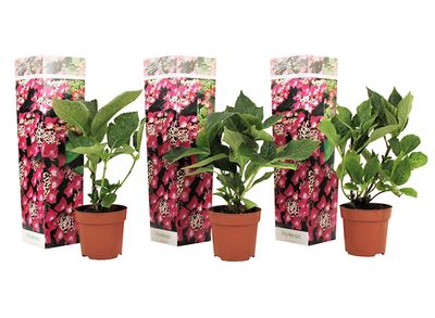 Set van 3 Hortensia's 'Hydrangea Teller' - roze