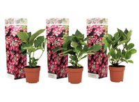 Set van 3 Hortensia's 'Hydrangea Teller' - roze