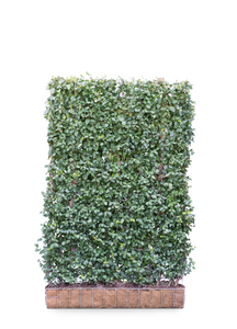 Mobilane Kant en klaar haag Euonymus Dart's Blanket 120x180cm.