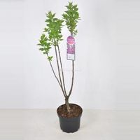 Sering (syringa vulgaris "Charles Joly") - 70-90 cm - 1 stuks - thumbnail