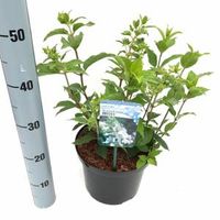 Hydrangea Paniculata "Brussels Lace" pluimhortensia - 40-45 cm - 1 stuks - thumbnail