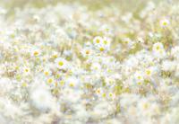 Komar Home; Komar Colours Fotobehang Daisies - 8-994