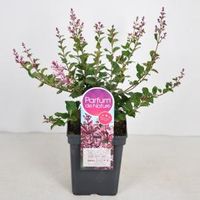 Dwergsering (syringa Bloomerang®"Pink Perfume") - 30-50 cm - 1 stuks