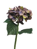 Hydrangea Artist lavendel 48cm