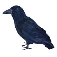 Horror decoratie raaf/kraai - zwart - 30 cm - Halloween thema versiering - Kerkhof kraaien - Vogels