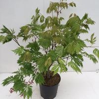 Japanse esdoorn (Acer Japonicum "Aconitifolium") heester - 60+ cm - 1 stuks - thumbnail