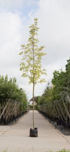Bontbladige Noorse Esdoorn Acer pl. Drummondii h 350 cm st. omtrek 12 cm - Warentuin Natuurlijk