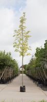 Bontbladige Noorse Esdoorn Acer pl. Drummondii h 350 cm st. omtrek 12 cm - Warentuin Natuurlijk - thumbnail
