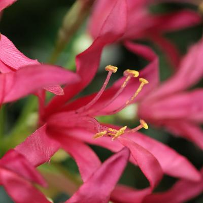 Nerine Lely Kunstbloem 70cm cerise