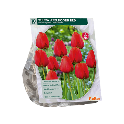 Tulp
