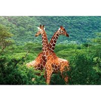 Set van 6x stuks placemat giraffe 3D 28 x 44 cm - thumbnail