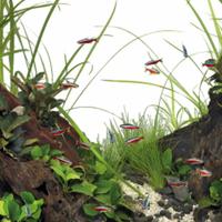 Superfish quadro 70 pro wit Superfish - Superfish