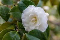 Camellia