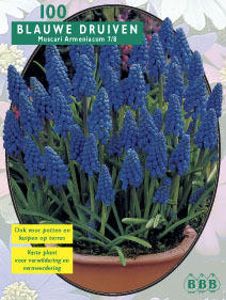 Blauwe Druifjes