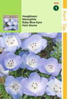 Nemophila Insignis Hemelsblauw - Hortitops