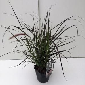 Lampenpoetsersgras (Pennisetum advena "Rubrum") siergras - In 2 liter pot - 1 stuks