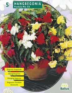 Zomer Bloembollen Begonia Pendula, Mix per 5 - Baltus