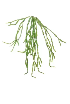 Kunst hangplant cactus helder groen l65cm