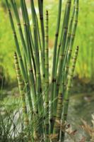 2 stuks! Equisetum japonica potmaat P9 Japanse holpijp Moerings - Moerings