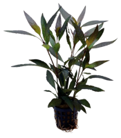 AquaVitaal Hygrophila Guanensis