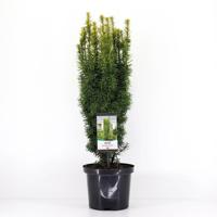 Taxus baccata david 50-60 cm - Warentuin natuurlijk Taxus baccata david 50-60 cm - Warentuin natuurlijk