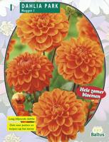 Zomer Bloembollen Dahlia Park Nugget per 1 Baltus - Baltus