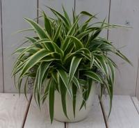 Chlorophytum in creme pot 25 cm Warentuin Natuurlijk - Warentuin natuurlijk